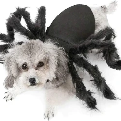 Halloween Spider Costume for Cats and Small Dogs